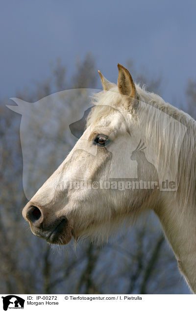 Morgan Horse / IP-00272