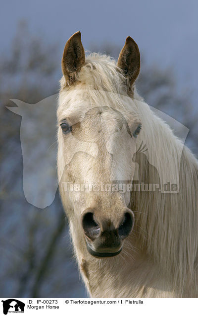 Morgan Horse / IP-00273