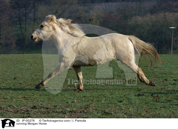 running Morgan Horse / IP-00276