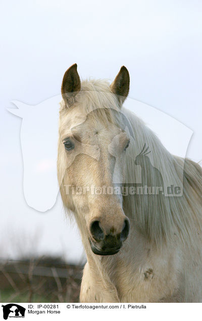 Morgan Horse / IP-00281