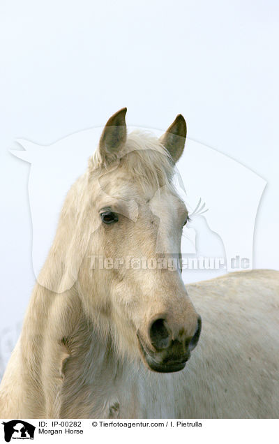Morgan Horse / IP-00282