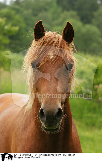 Morgan Horse Portrait / RR-01842