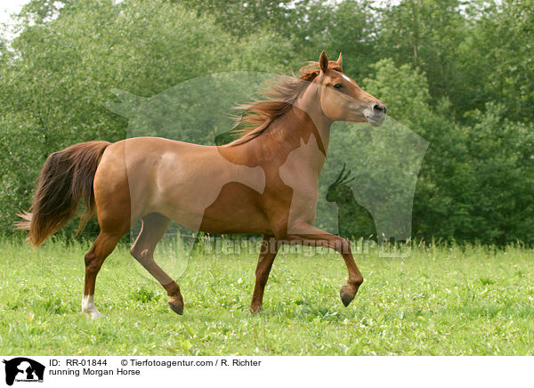 running Morgan Horse / RR-01844