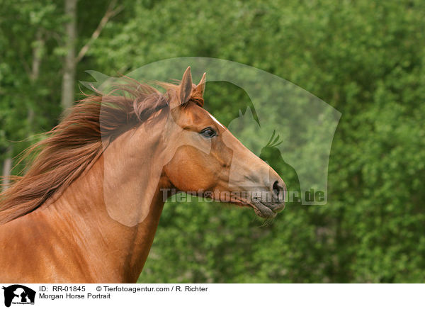 Morgan Horse Portrait / RR-01845