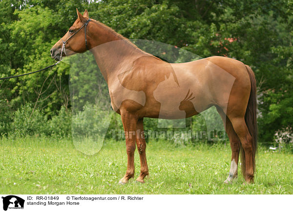 standing Morgan Horse / RR-01849