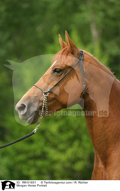 Morgan Horse Portrait / RR-01851