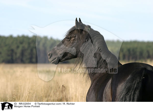 Morgan Horse Portrait / RR-02854
