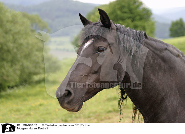 Morgan Horse Portrait / Morgan Horse Portrait / RR-00157