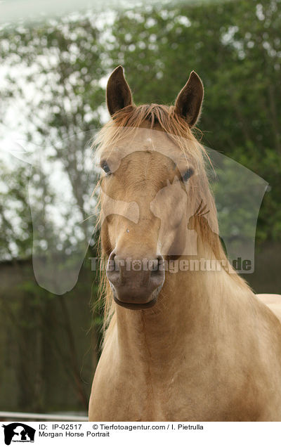 Morgan Horse Portrait / IP-02517