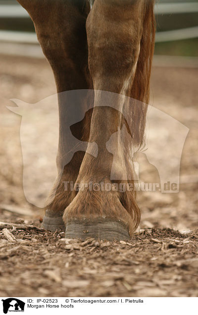 Morgan Horse hoofs / IP-02523