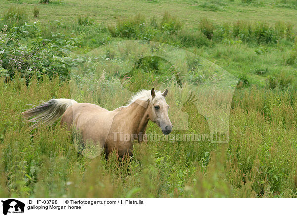 galloping Morgan horse / IP-03798