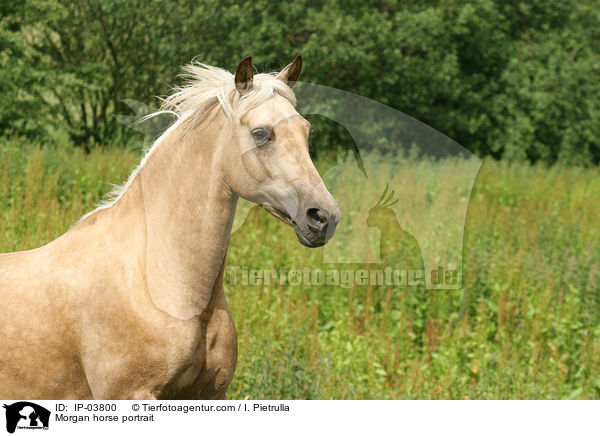 Morgan horse portrait / IP-03800