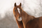 Morgan Horse Portrait