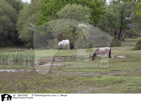 New Forest Ponies / New Forest Ponies / JM-03497
