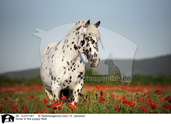 Noriker im Mohnfeld / horse in the poppy field / VJ-01187