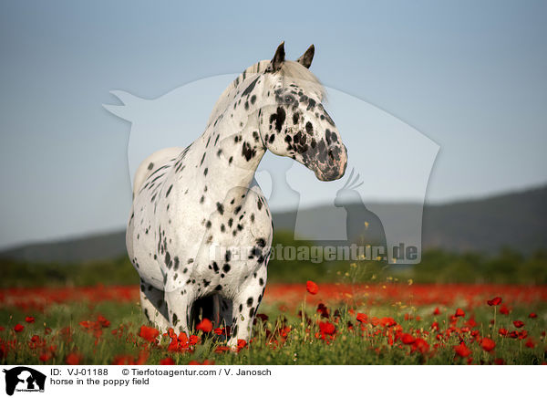 Noriker im Mohnfeld / horse in the poppy field / VJ-01188