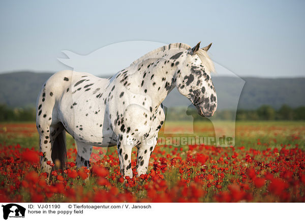 Noriker im Mohnfeld / horse in the poppy field / VJ-01190