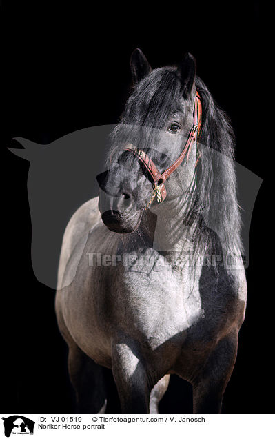 Noriker Horse portrait / VJ-01519