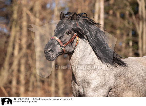 Noriker Horse portrait / VJ-01530