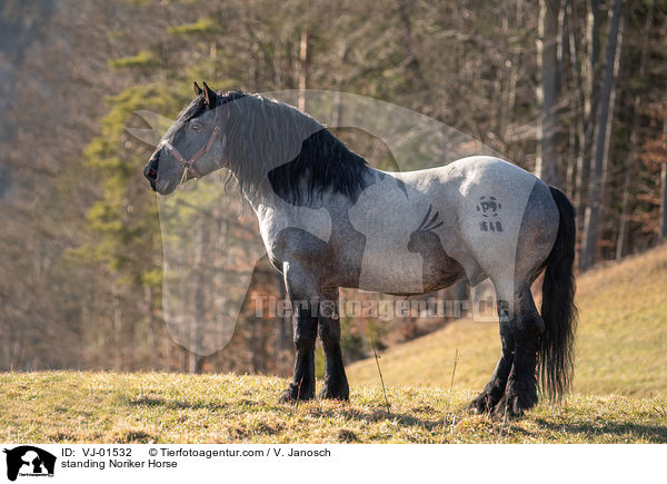 standing Noriker Horse / VJ-01532