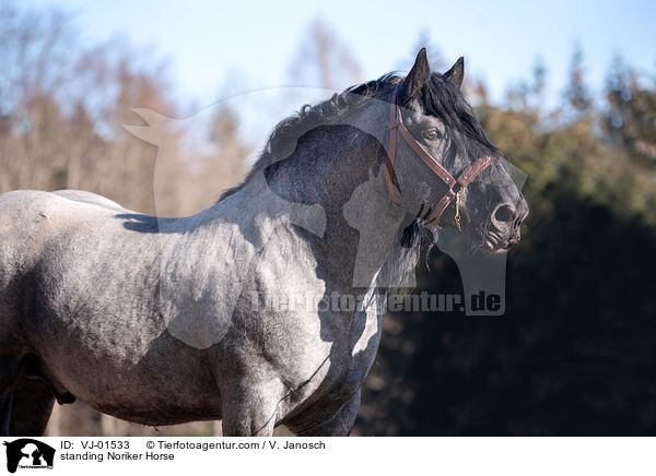 standing Noriker Horse / VJ-01533