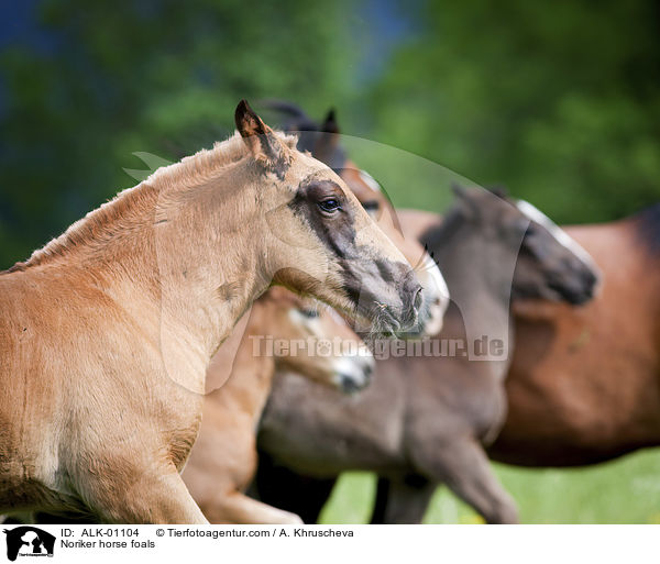 Noriker horse foals / ALK-01104