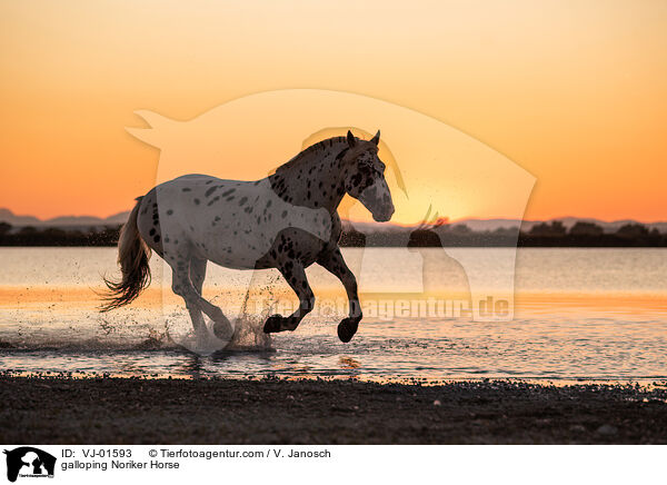 galloping Noriker Horse / VJ-01593