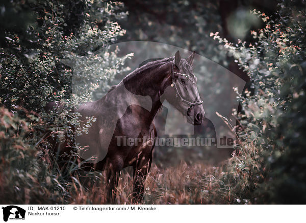 Noriker horse / MAK-01210
