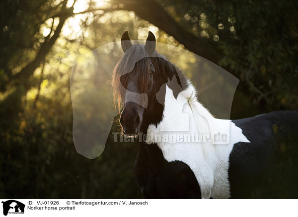 Noriker Portrait / Noriker horse portrait / VJ-01926