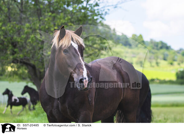 Pferde / Horses / SST-20485