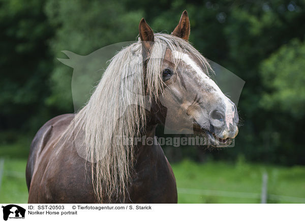 Noriker Horse portrait / SST-20503