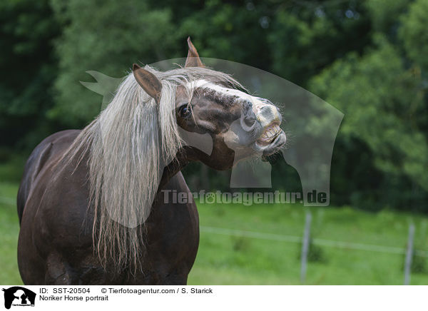 Noriker Horse portrait / SST-20504