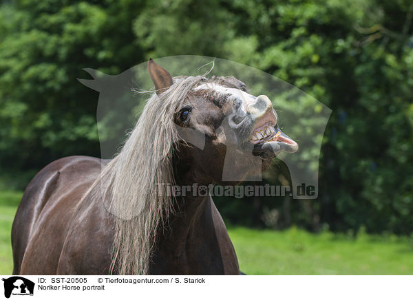 Noriker Horse portrait / SST-20505