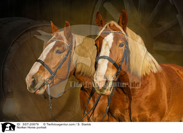 Noriker Horse portrait / SST-20679