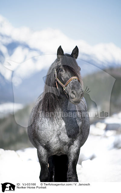 Noriker Horse Portrait / VJ-03166
