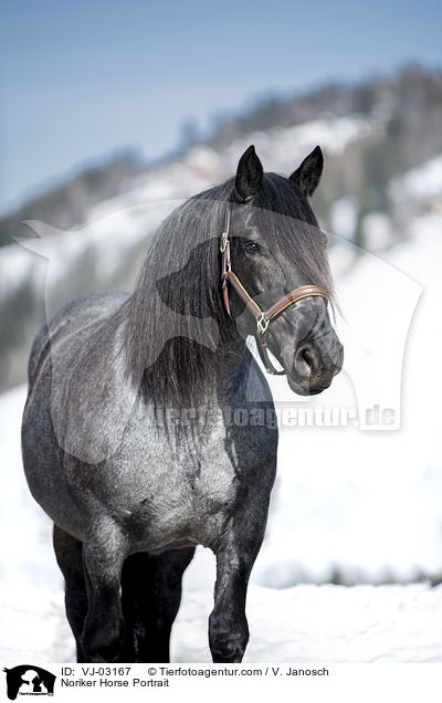 Noriker Horse Portrait / VJ-03167