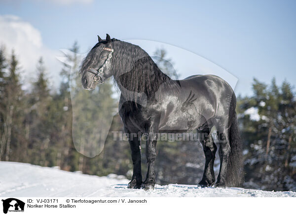 Noriker Horse Stallion / VJ-03171