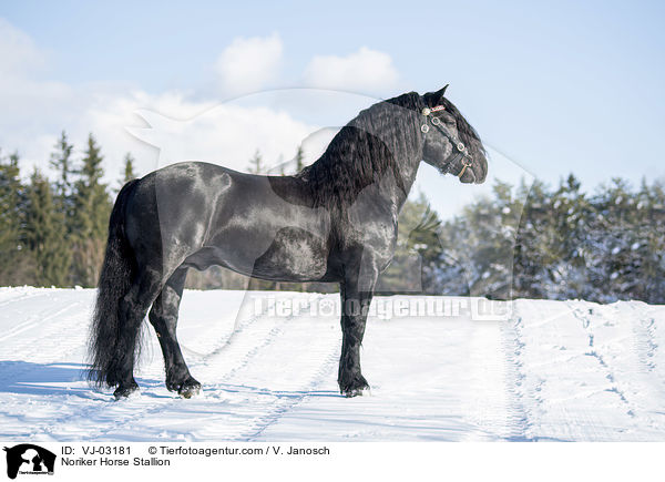 Noriker Horse Stallion / VJ-03181