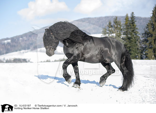 trotting Noriker Horse Stallion / VJ-03197