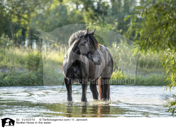 Noriker Horse in the water / VJ-03310