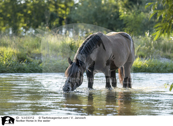 Noriker Horse in the water / VJ-03312