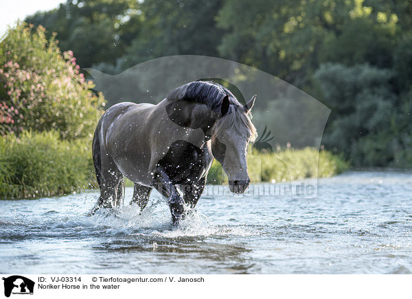 Noriker Horse in the water / VJ-03314