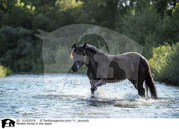 Noriker Horse in the water / VJ-03318