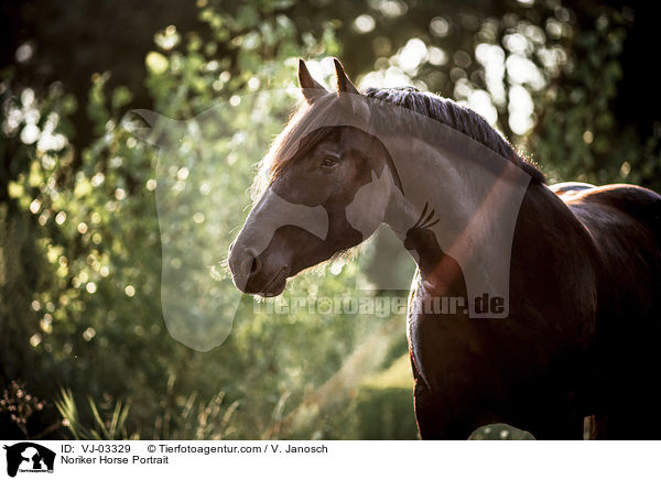Noriker Horse Portrait / VJ-03329