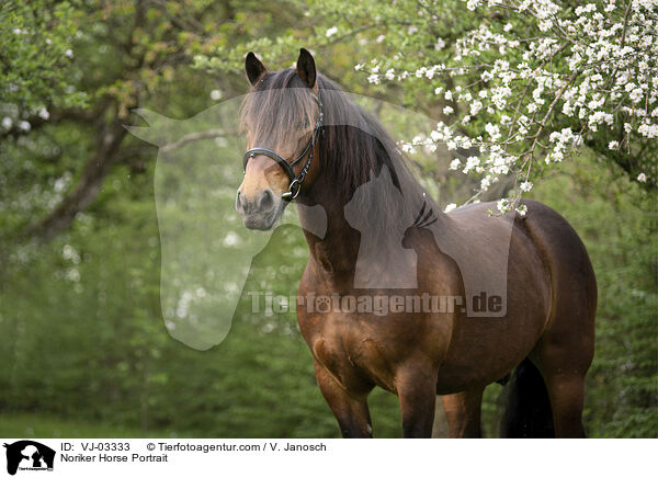 Noriker Horse Portrait / VJ-03333