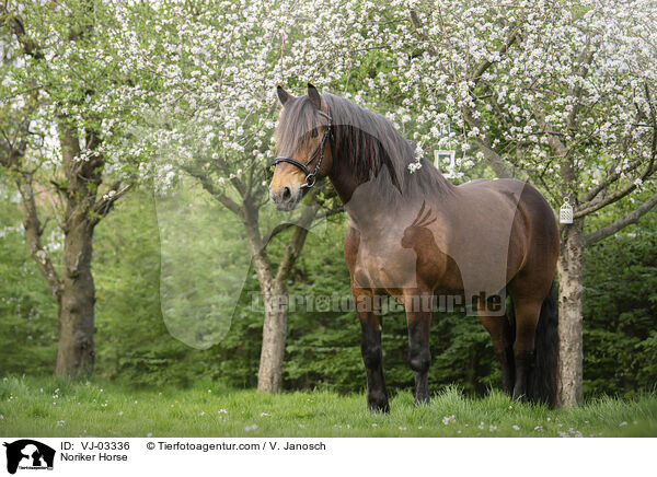 Noriker Horse / VJ-03336