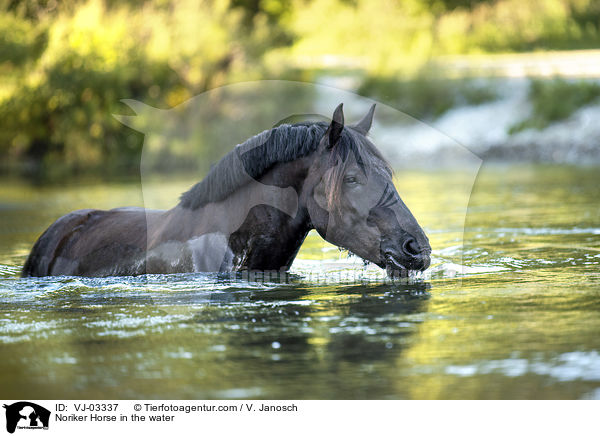 Noriker Horse in the water / VJ-03337