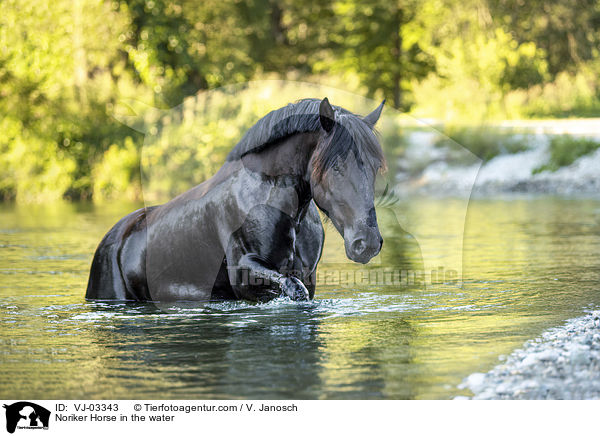 Noriker im Wasser / Noriker Horse in the water / VJ-03343