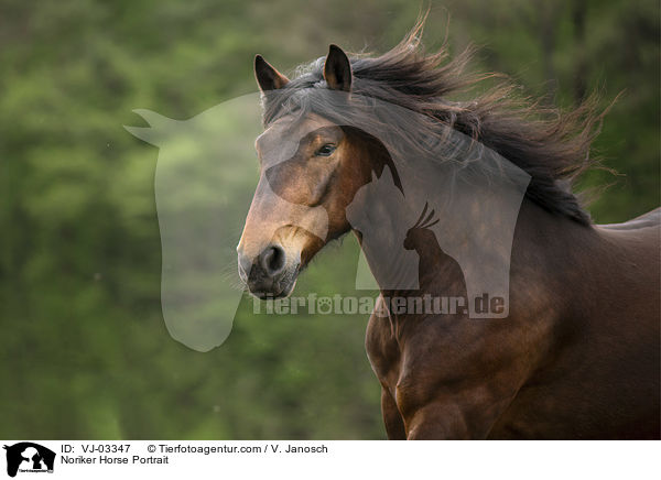 Noriker Portrait / Noriker Horse Portrait / VJ-03347