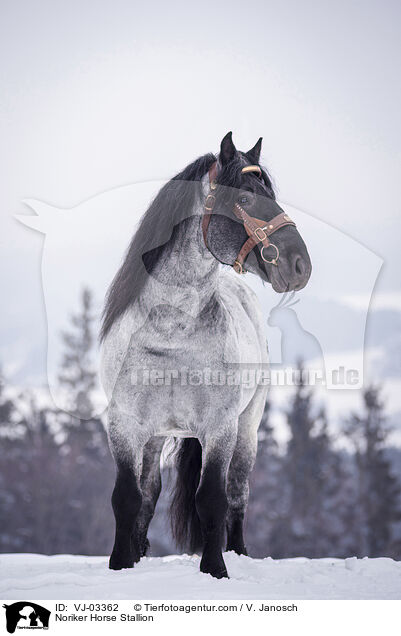 Noriker Horse Stallion / VJ-03362